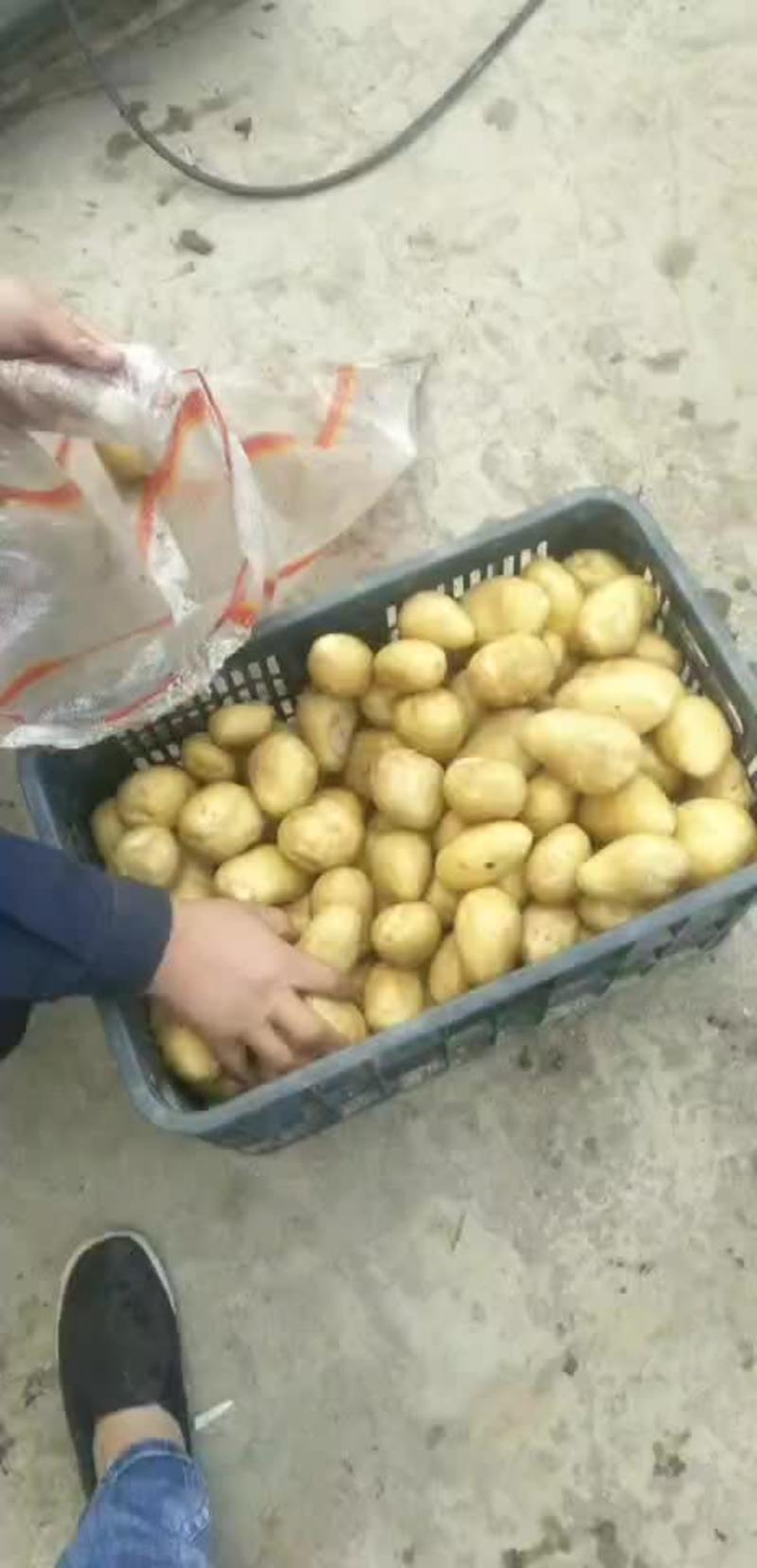 【优】精品马铃薯荷兰7号土豆产地直发品质好