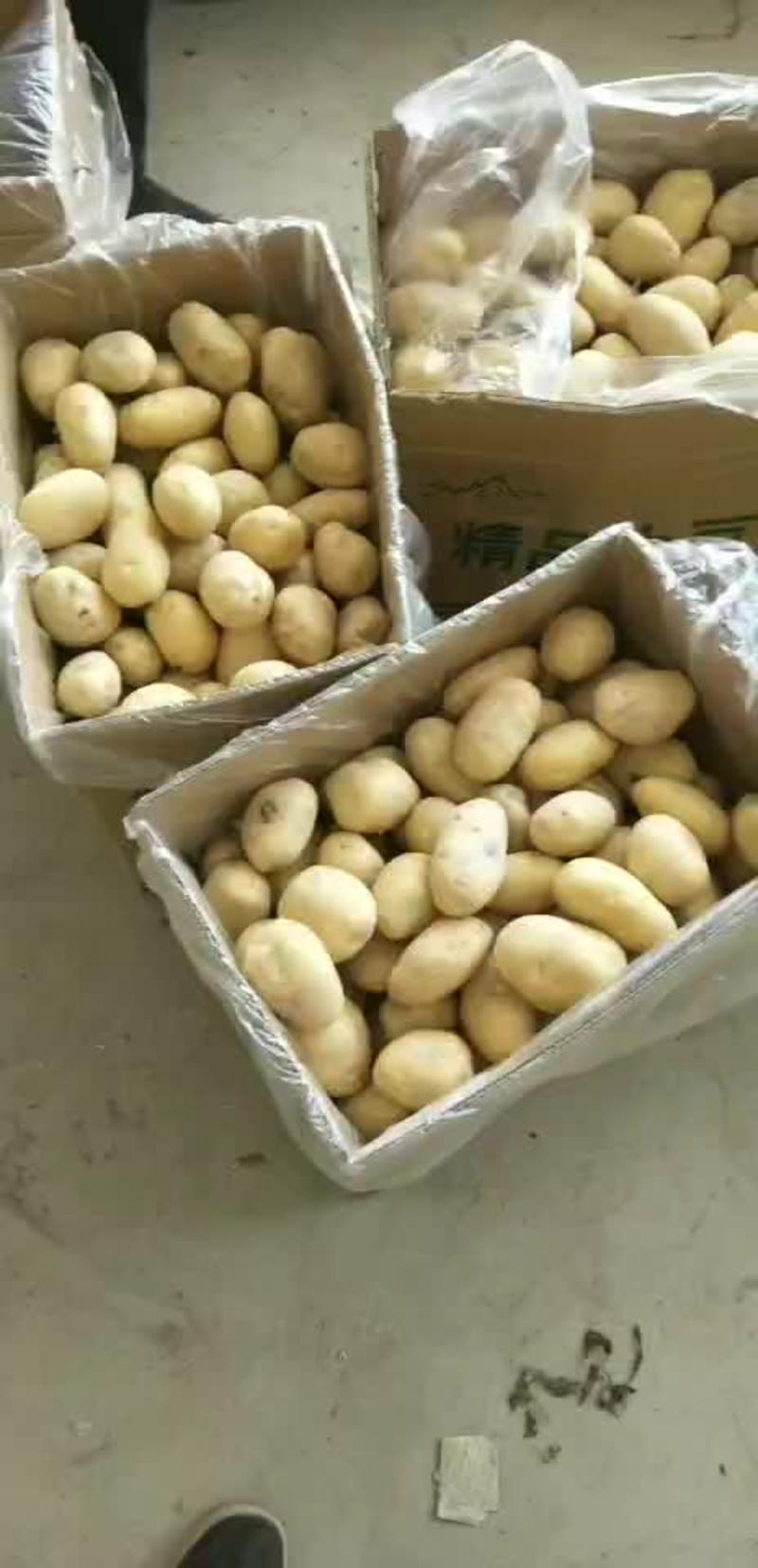 【优】精品马铃薯荷兰7号土豆产地直发品质好