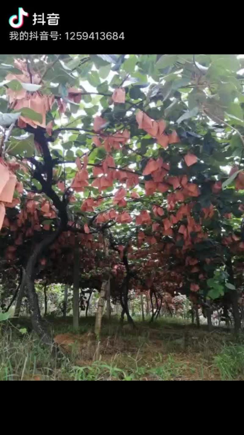 苍溪县红心猕猴桃，脆冠，雪梨，脆红李