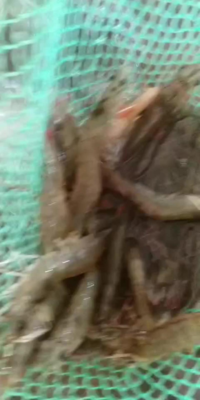 鲜活对虾