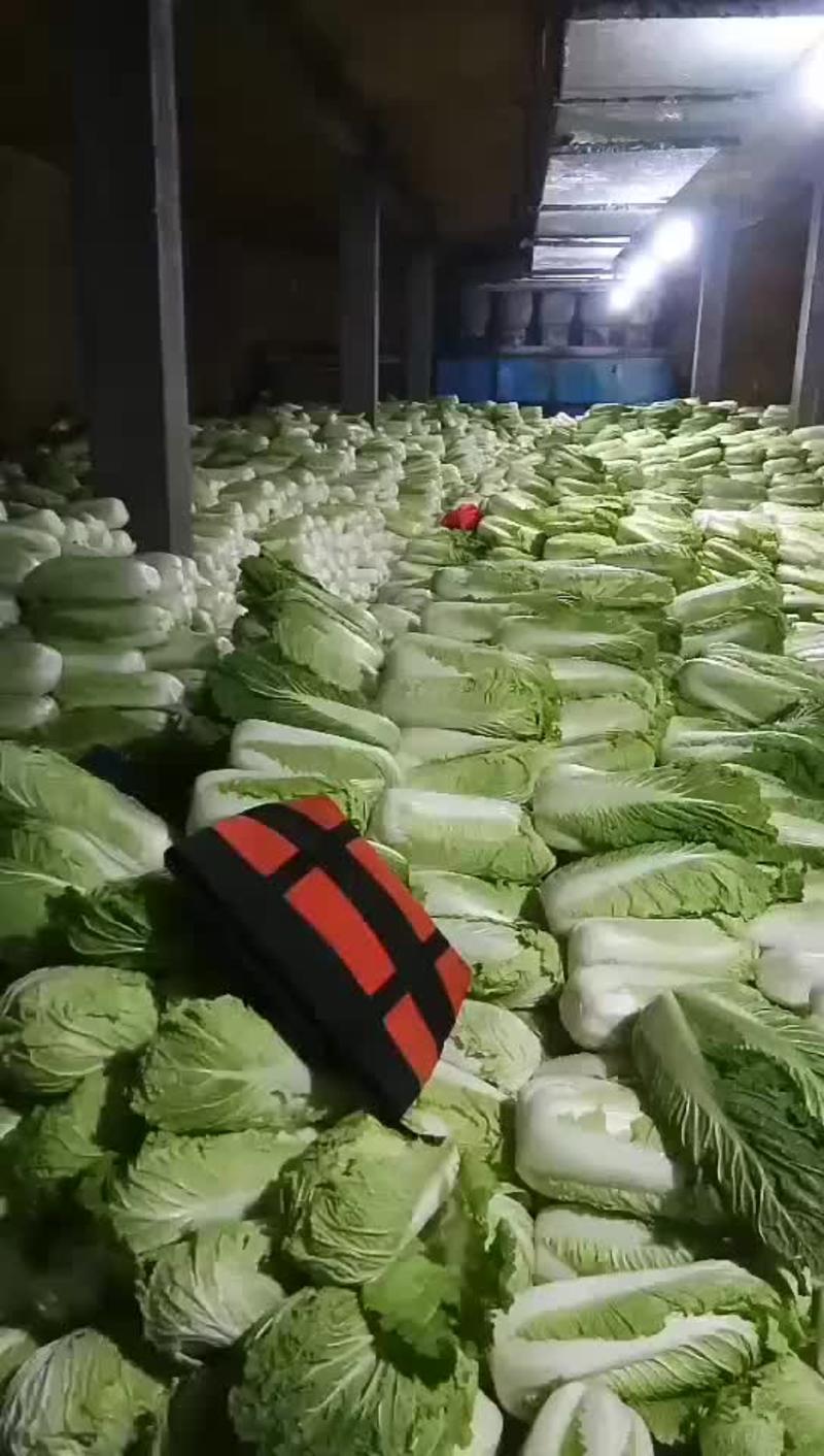 供应白菜北京新三号大白菜产地直供一手货源品质保证