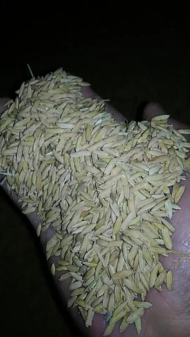 优质杂交水稻
