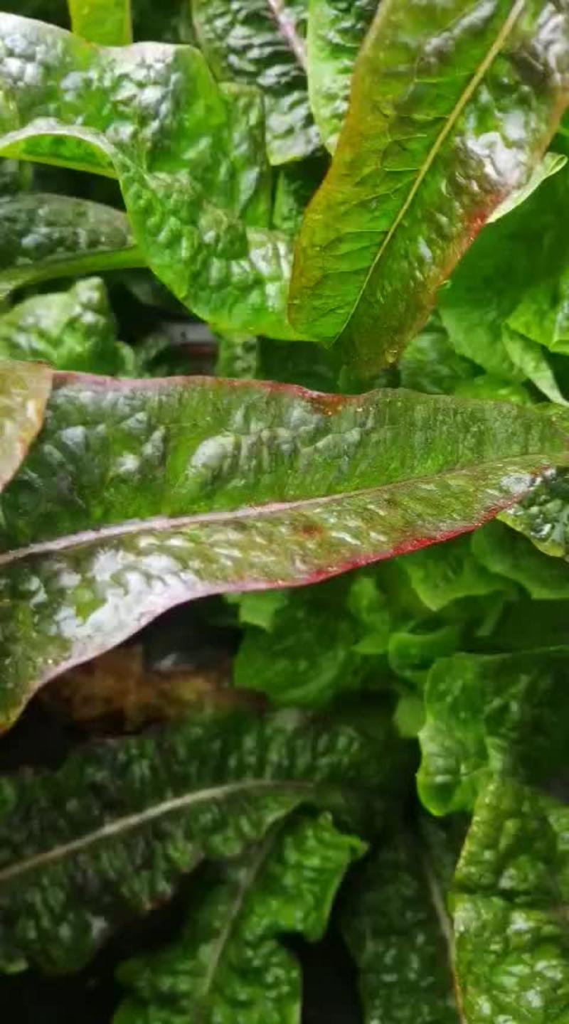 红叶香莴苣1.5~2斤45~55cm
