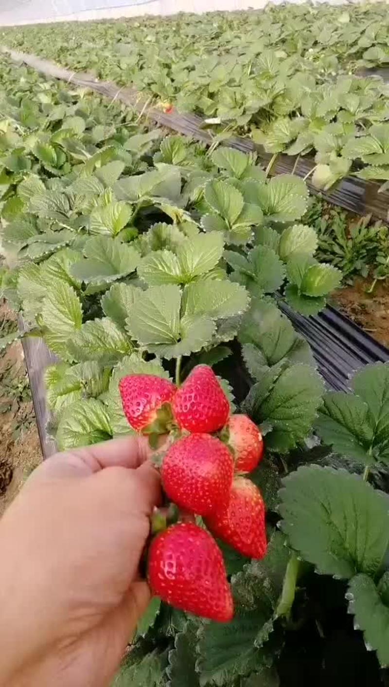 天仙醉草莓🍓