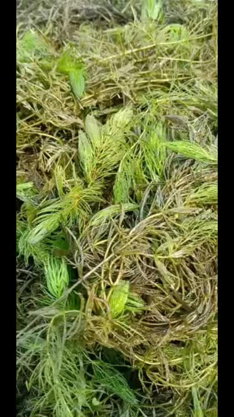 马来眼子菜狐尾藻，菹草