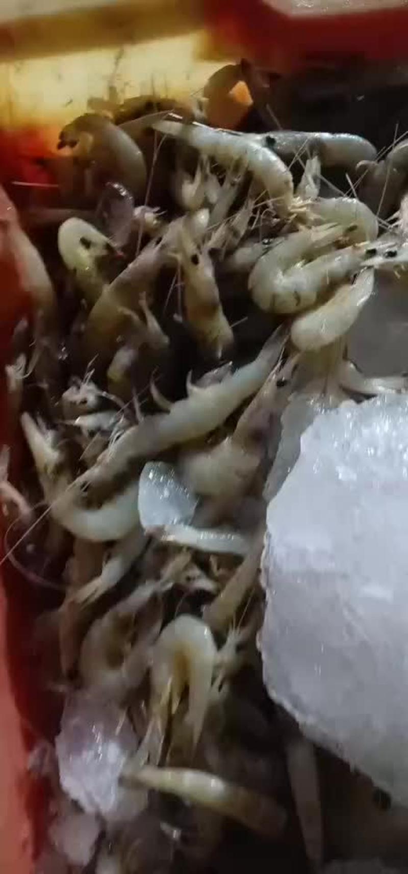 白条虾，洋毛虾，当天捕的
