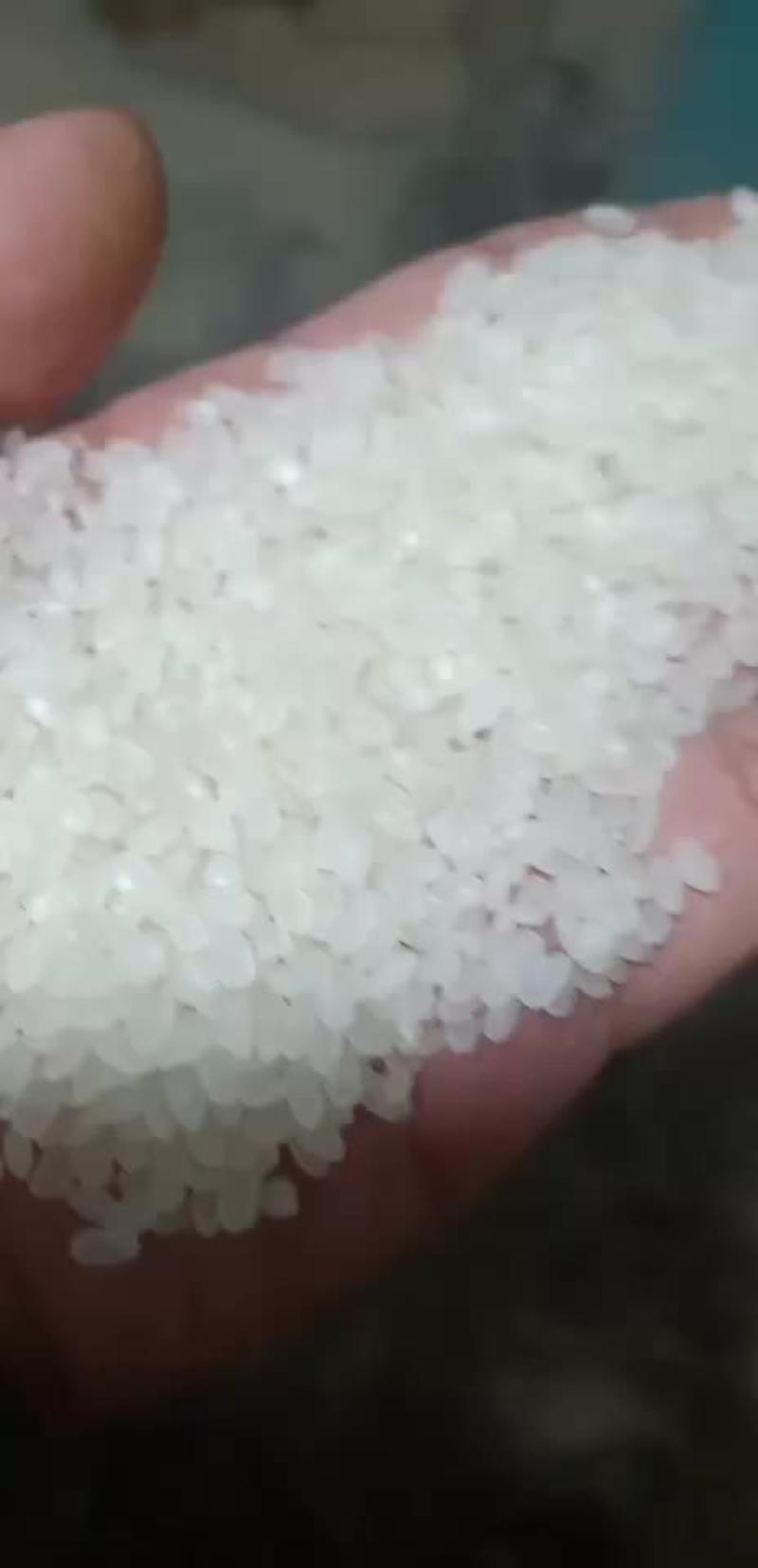 圆粒大米圆香米圆粒米粳稻米粳米新米质量口感保证欢迎合作