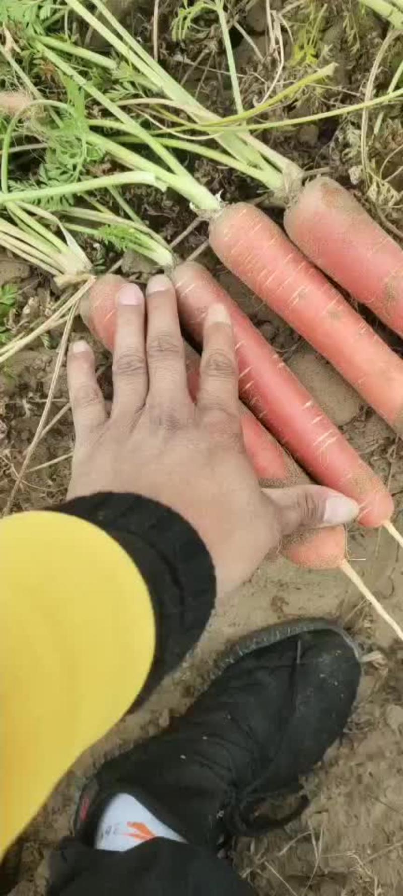 【全年供应】陕西大荔秤杆红萝卜产地直销一件代发