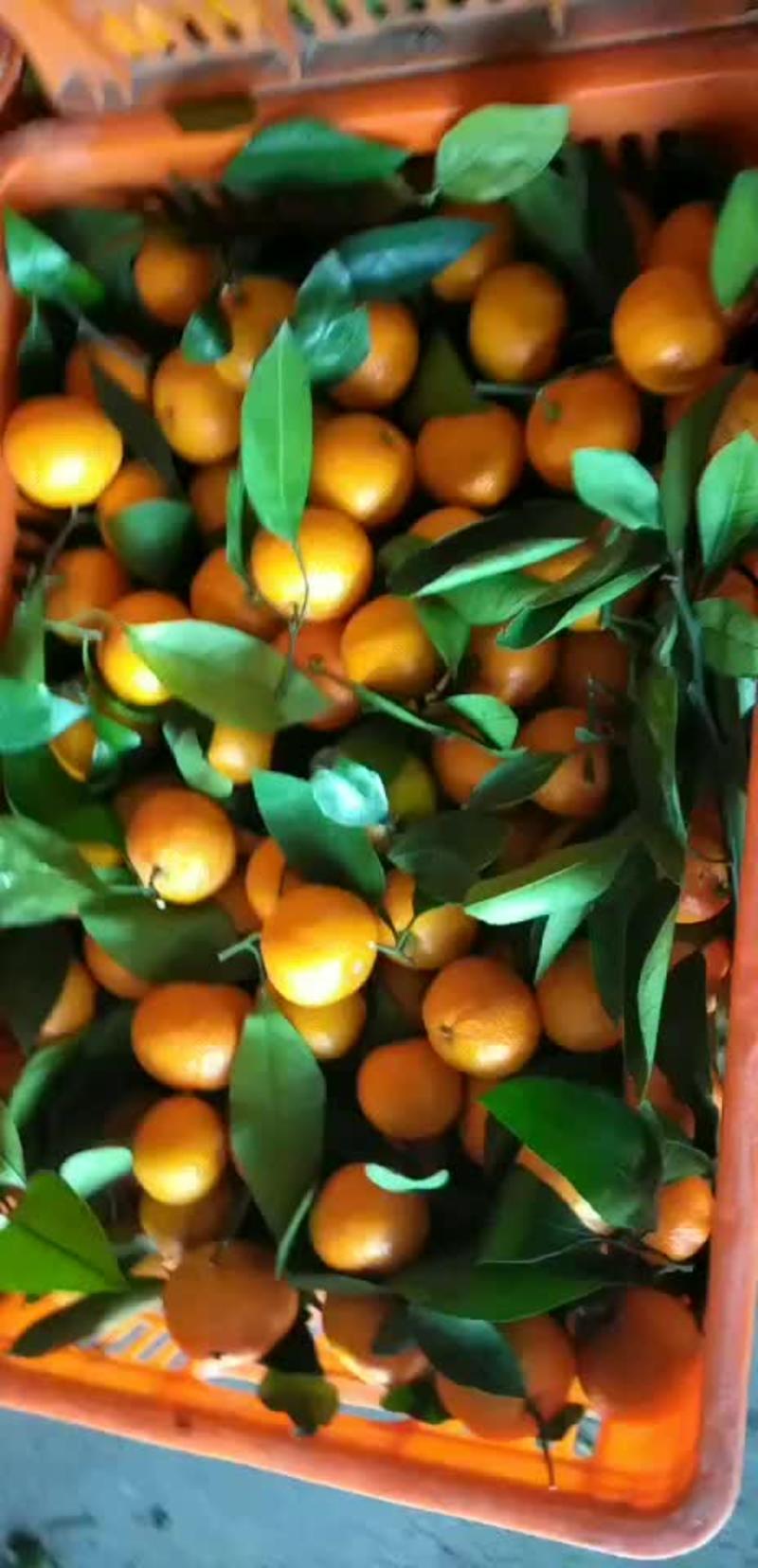 【大芬四号】特早蜜橘蜜橘对接果农量大从优电商社区团批发市场