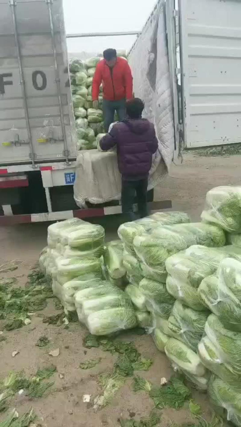北京新三号白菜大量上市供应中净菜4~6斤