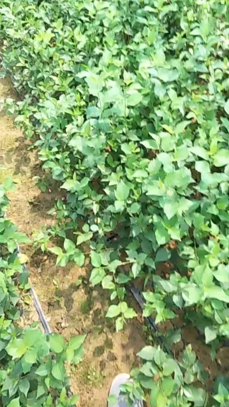 基地直销优质蓝宝石葡萄苗提供种植技术阳光玫瑰葡萄苗价格