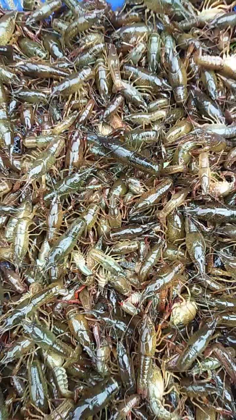 广西桂林湖虾～深水养殖活力好