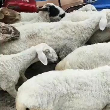 绵羊，优良品种，多胎生产大母羊