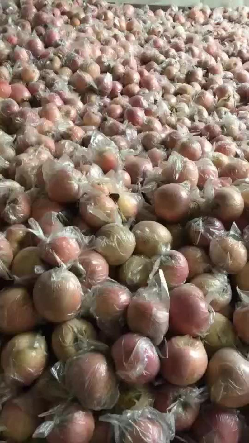 陕西省渭南市大荔县膜袋红富士苹果大量供应中