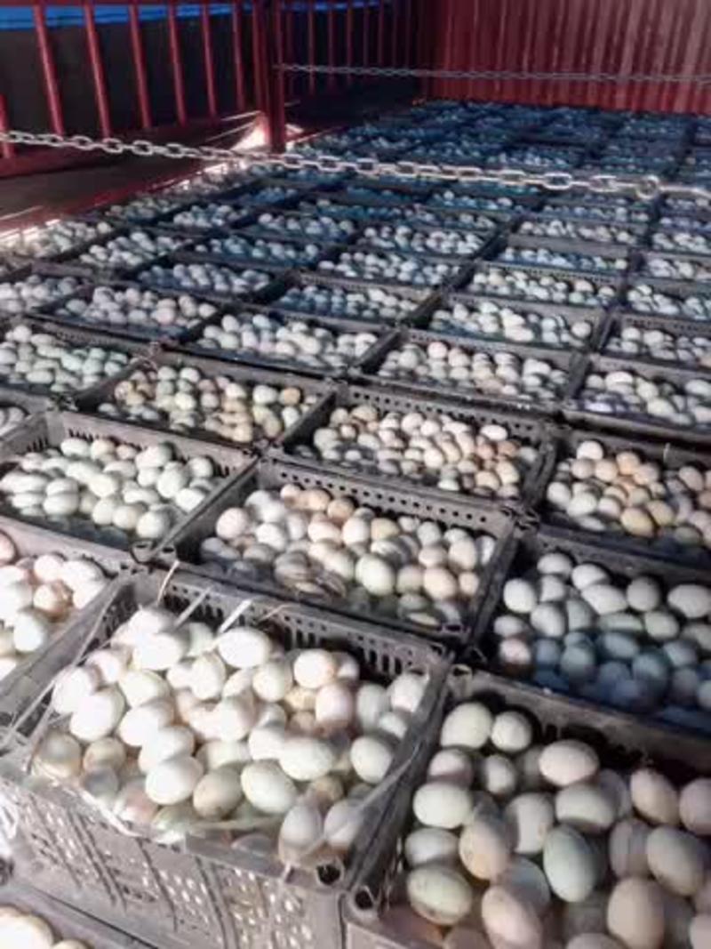鸭蛋新鲜鸭蛋放养土鸭蛋，质量保证价格便宜