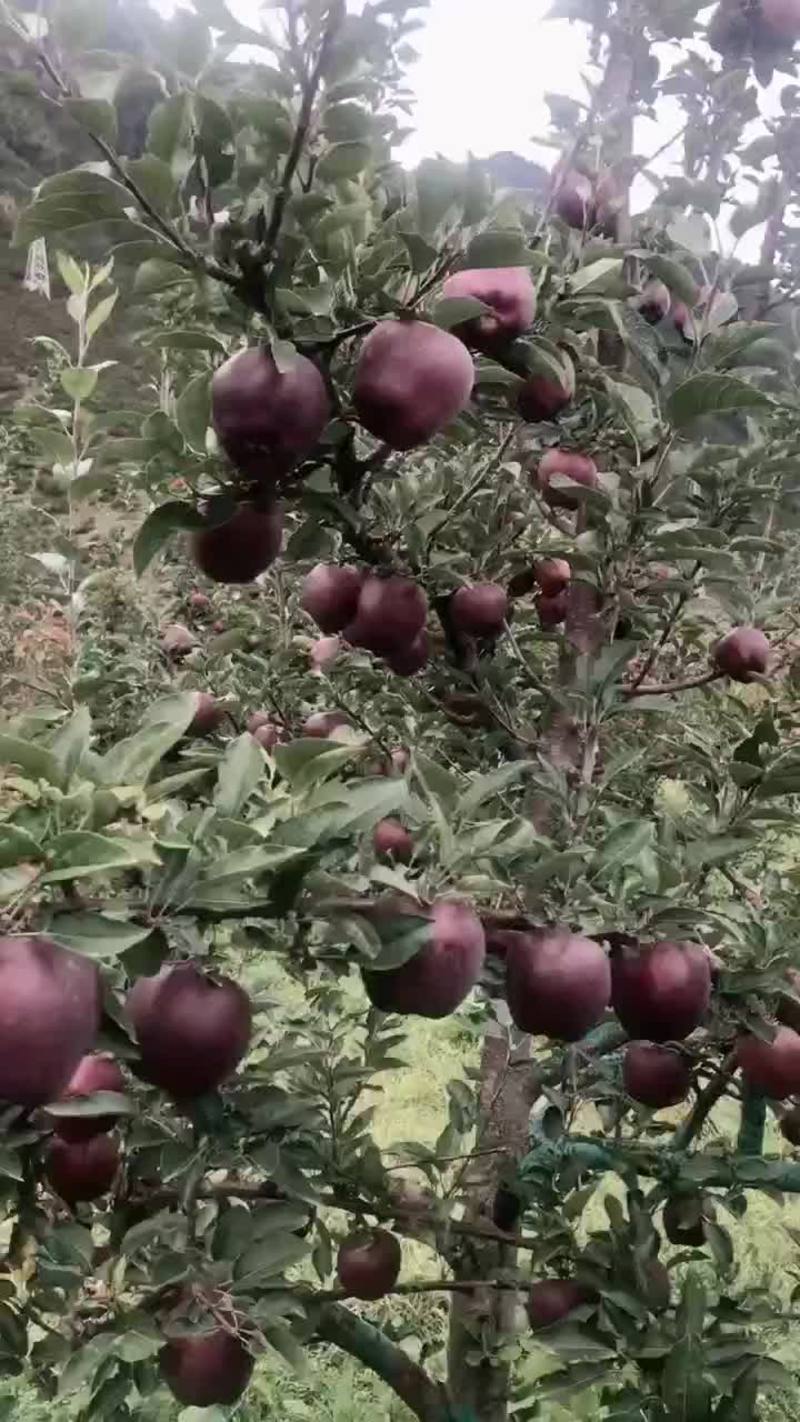 黑钻苹果苗包成活现挖现卖当年结果南北方种植死苗免费补发