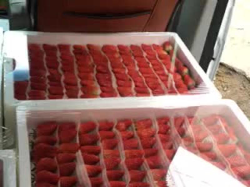 甜宝草莓大量上市