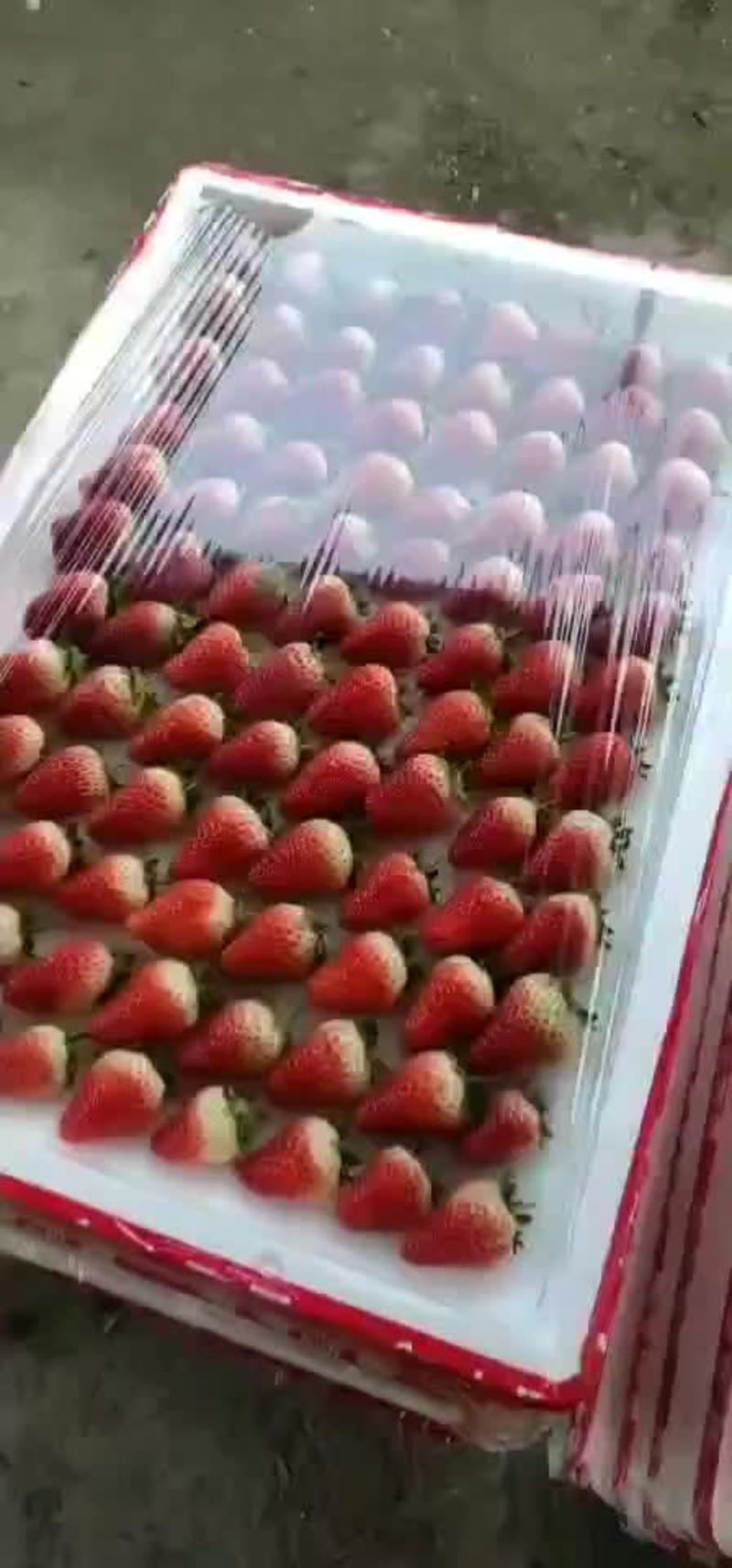 甜宝草莓大量上市