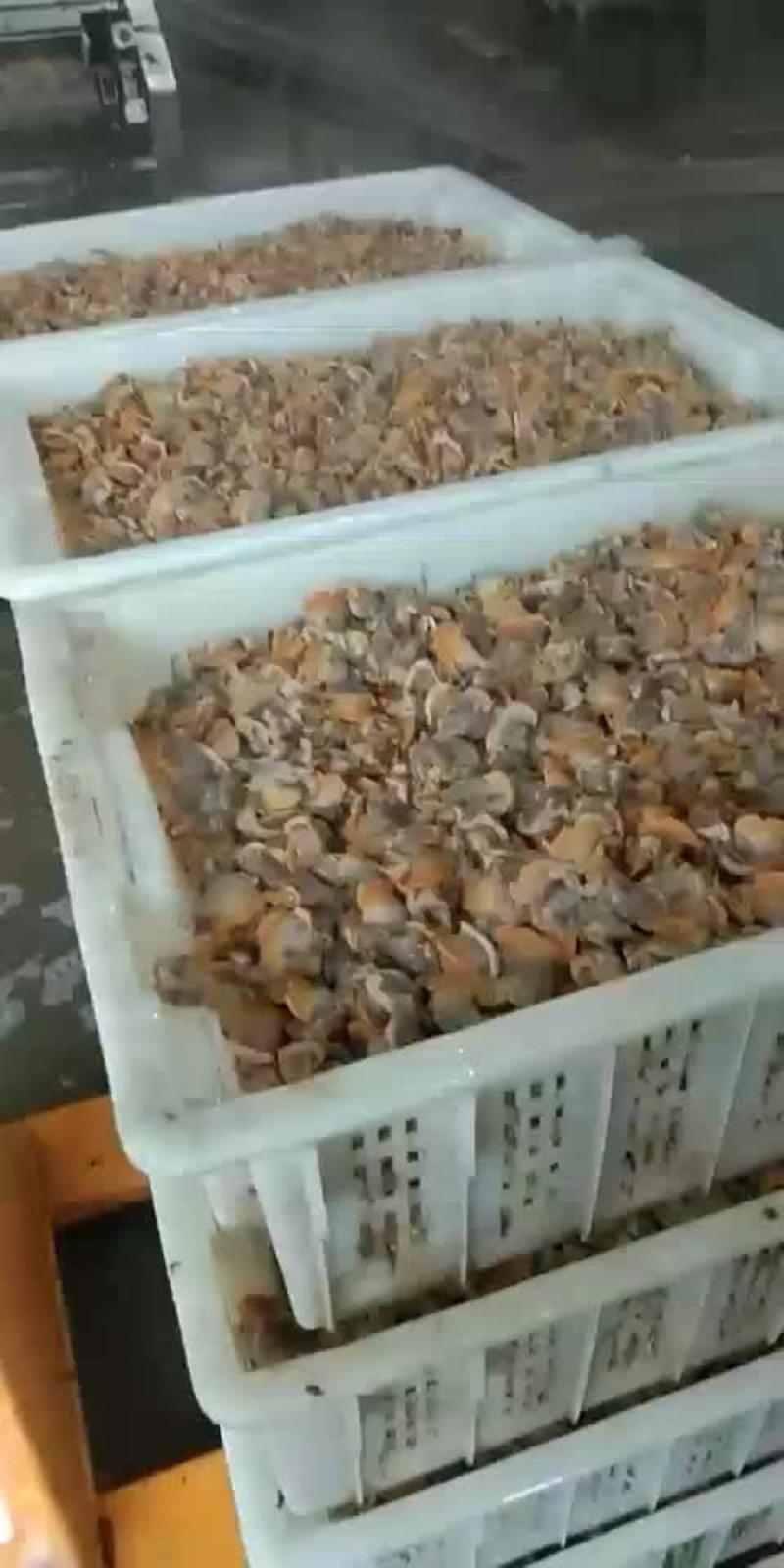 毛蛤肉。本公司经营水产品多年供应毛蛤肉，扇贝肉，蛏子肉。