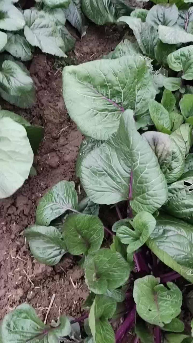 蔬菜基地大量供应白菜苔、红菜苔