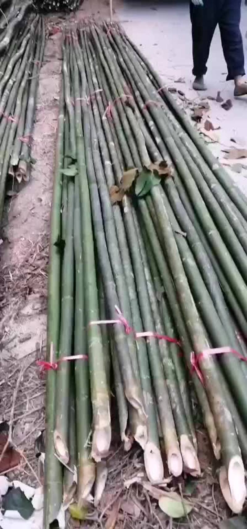 大竹杆冬瓜棚芭蕉竹6米长