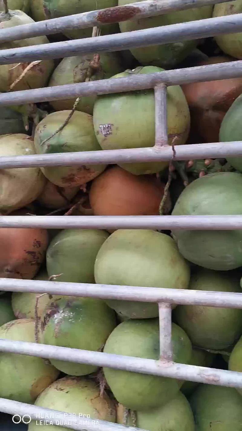 海南椰子椰青原产地厂家直发，C大量批发，整车发货，