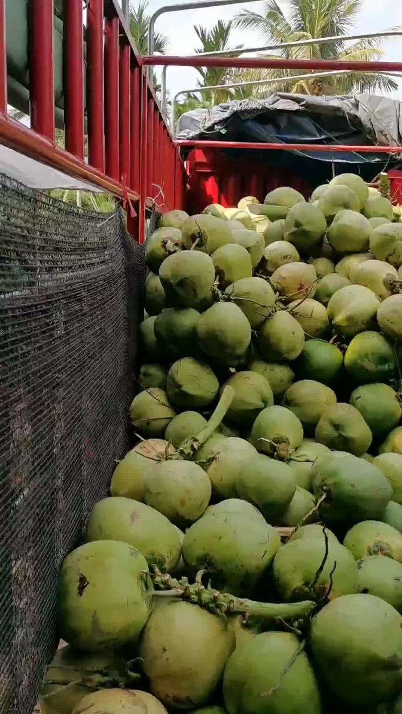 海南椰子椰青原产地厂家直发，C大量批发，整车发货，
