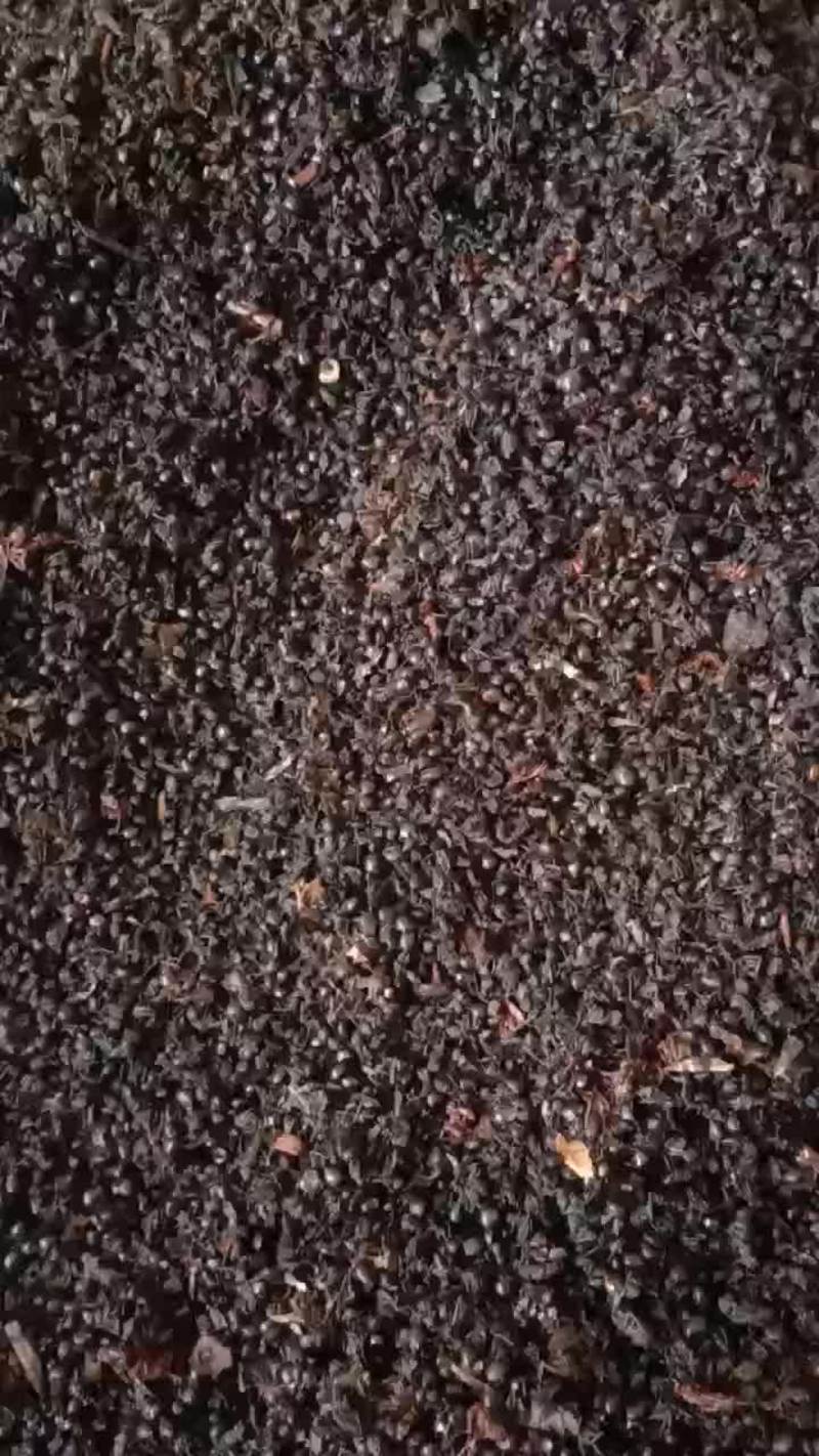 蚂蚁常年批发供应冷背中药材各种规格野生黑蚂蚁量大从优