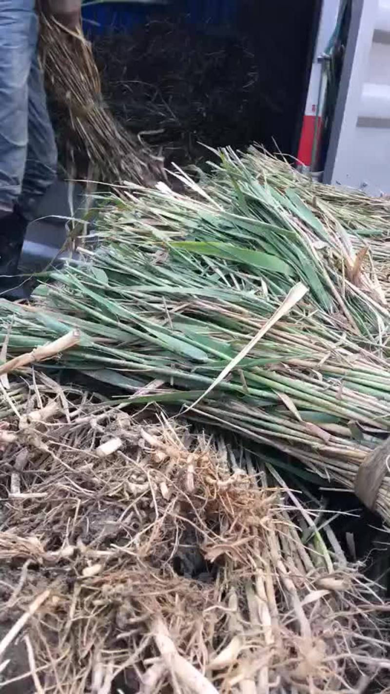 芦苇专业种植基地自产自销