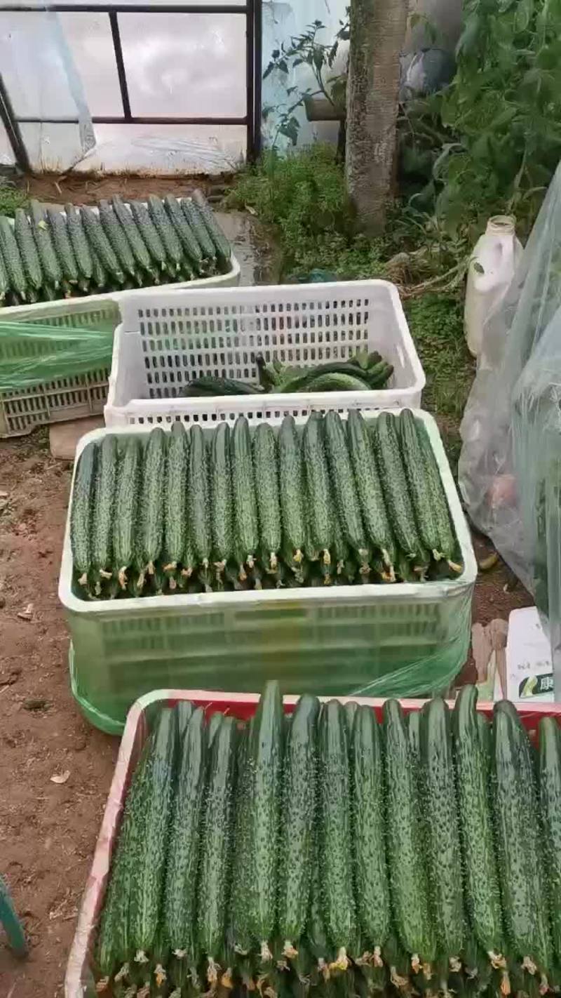 精品带刺黄瓜