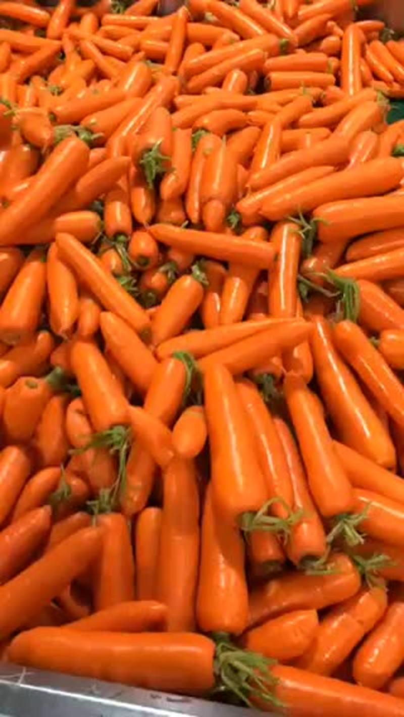 胡萝卜品质保证产地直发可视频看货欢迎咨询