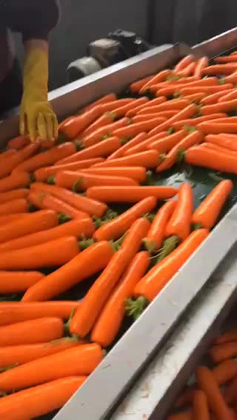 胡萝卜品质保证产地直发可视频看货欢迎咨询
