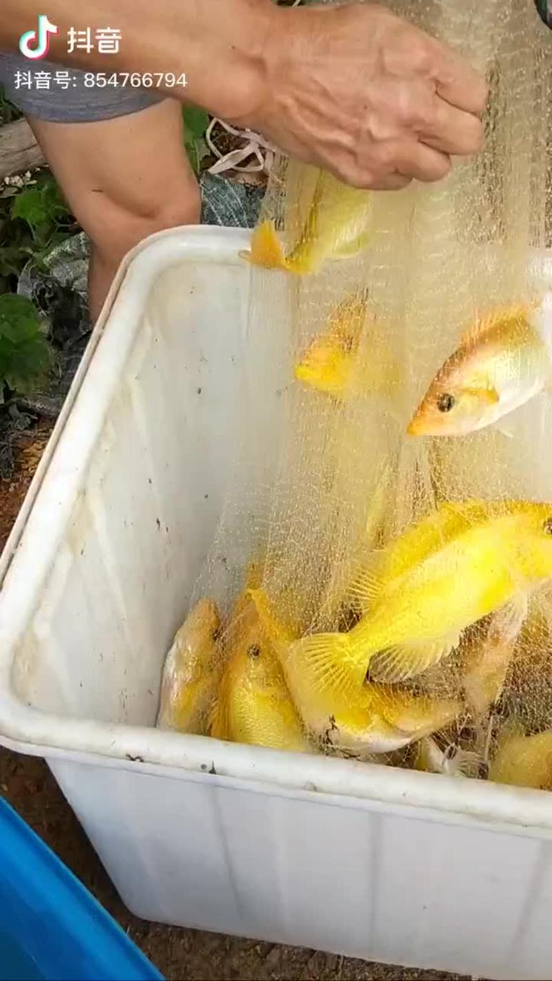 黄金石斑鱼