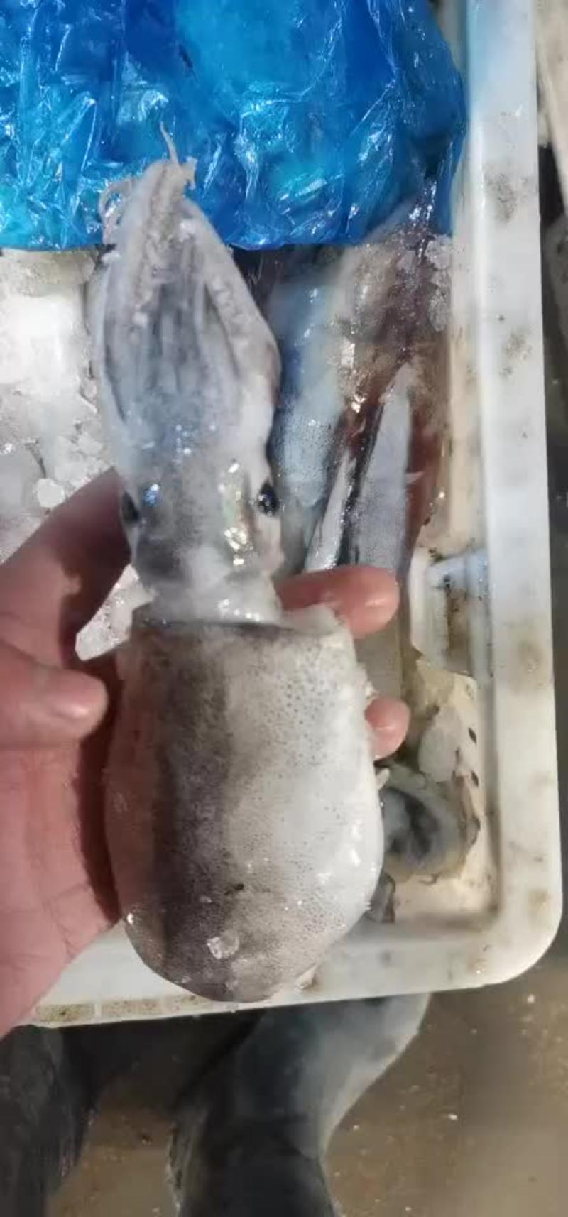 【产地直供】船冻大鱿鱼一件25斤江苏海鲜水产