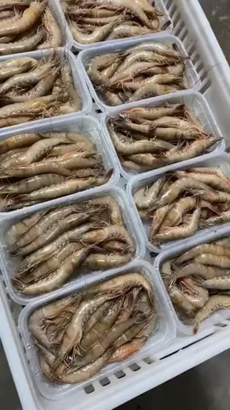 东山岛剑虾滑皮虾250g/盒部分带虾膏