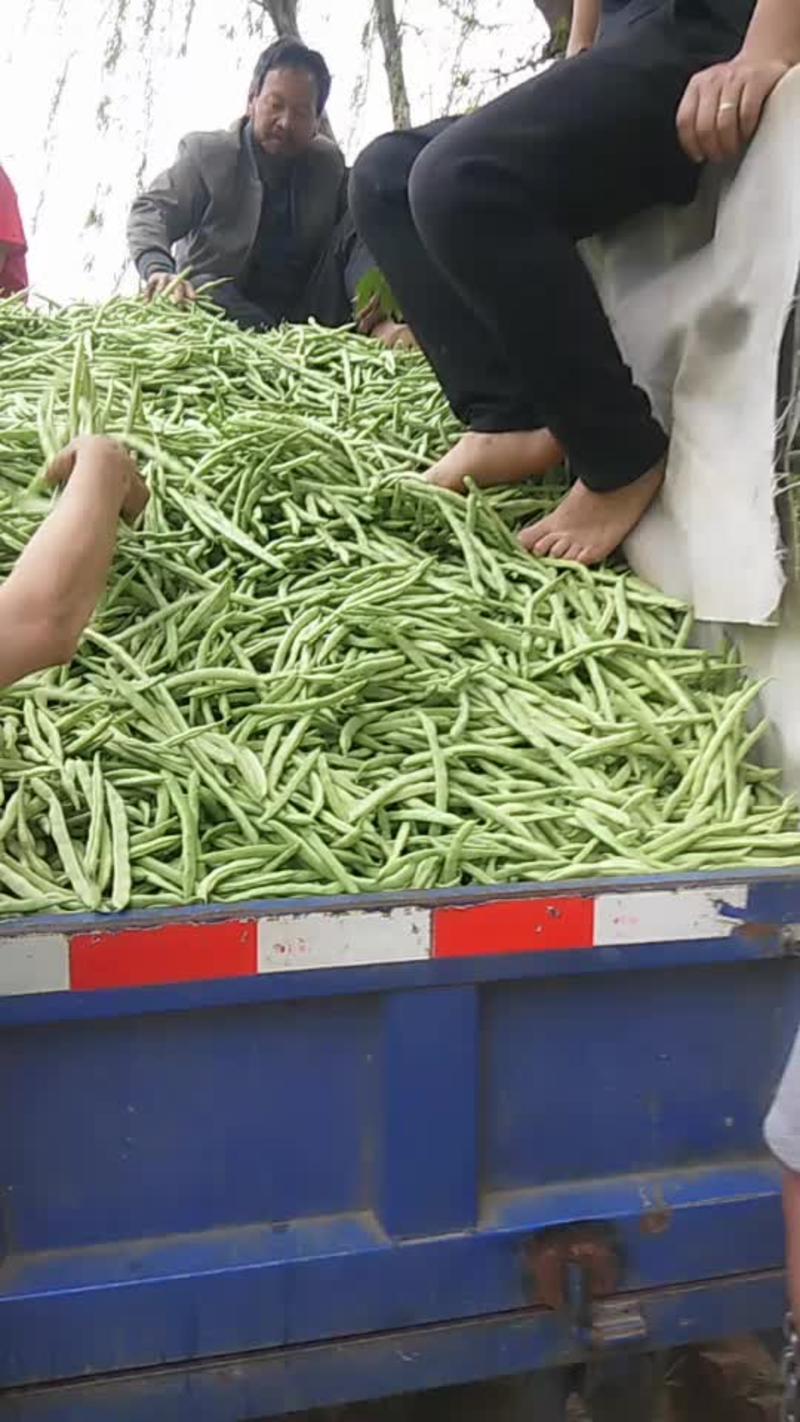 四川攀枝花米易县四季豆大量上市中！欢迎各地老板前来采购。