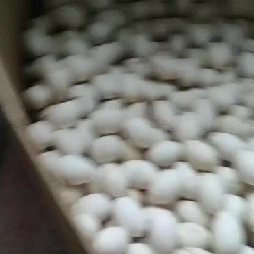 6枚农家散养新鲜土鹅蛋一件代发全国包邮育婴孕妇老年人辅食