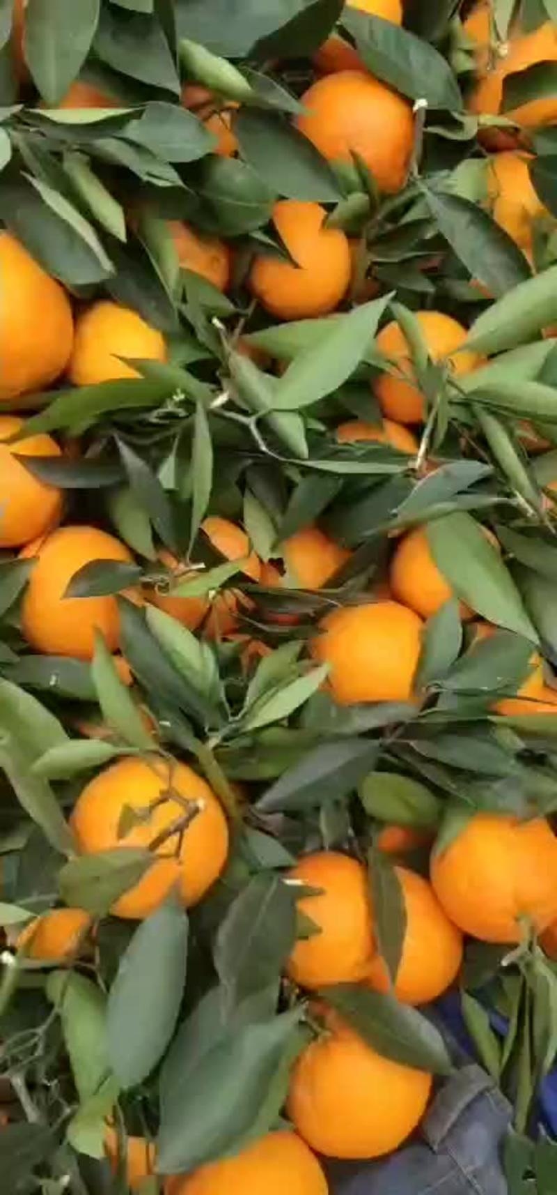 重庆奉节脐橙