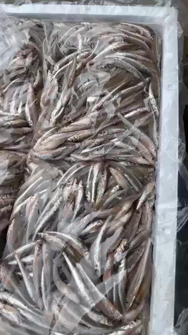 棍子鱼，沙丁鱼，条丁鱼，船丁鱼