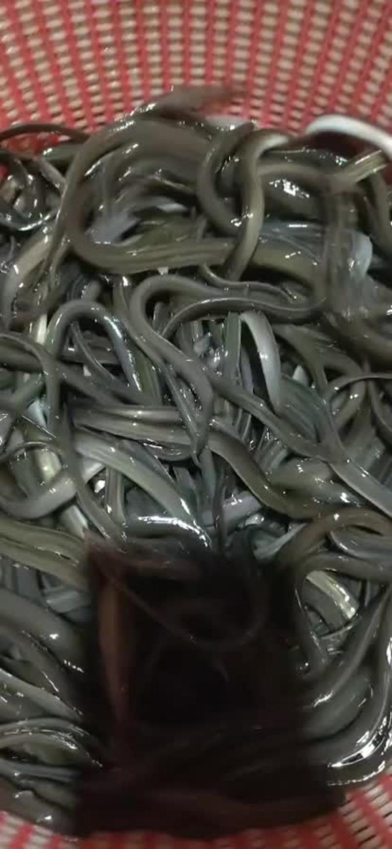 鳗鱼苗，日本鳗苗，欧洲鳗鱼，白鳗鱼一手货源保质保量