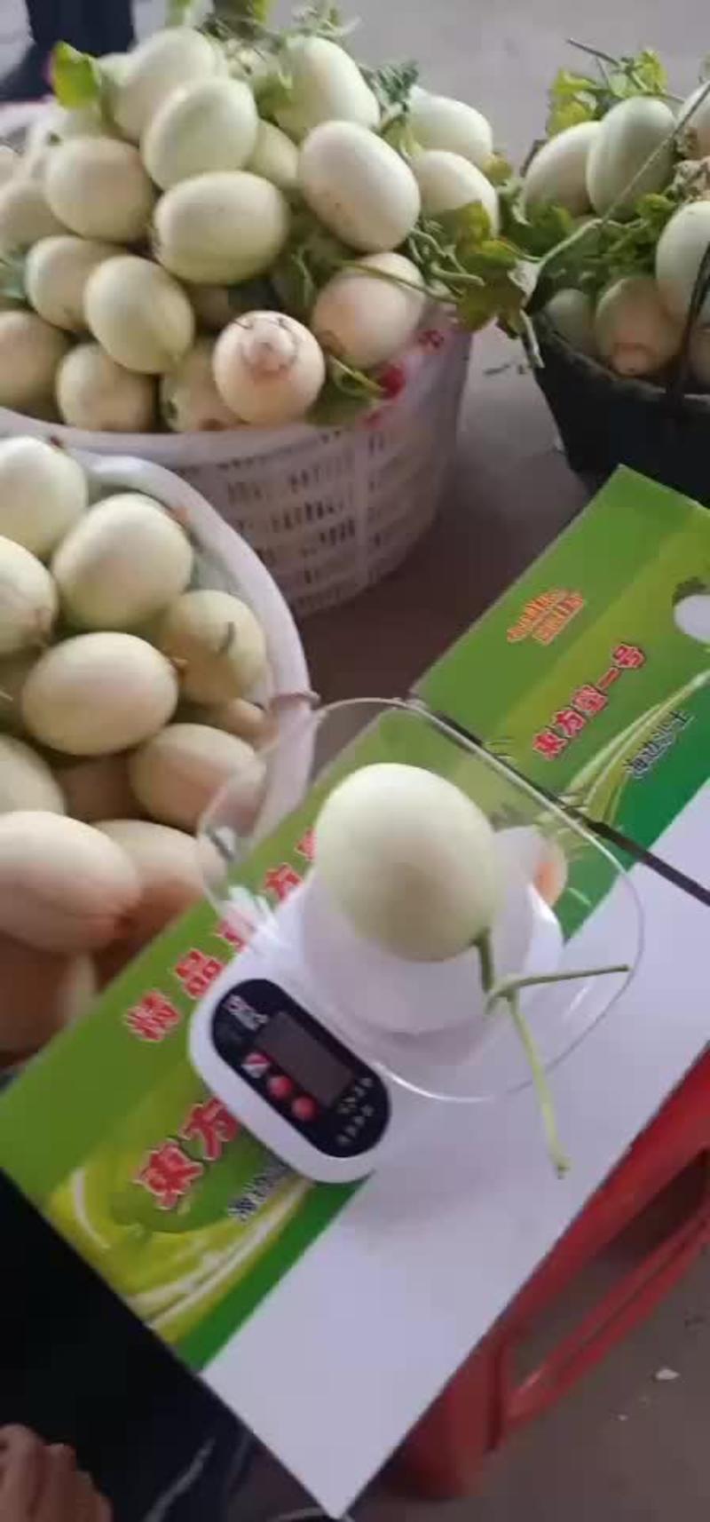 台州东方密甜瓜已经大量上市了又甜又脆--统一打包-