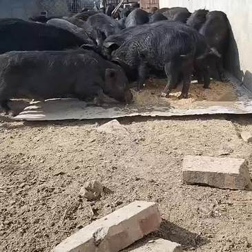 杂交藏香猪繁育总基地