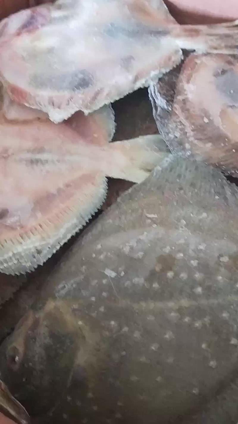 多宝鱼新鲜多宝鱼活冻海鲜水产比目鱼大菱鲆冷冻海水鱼