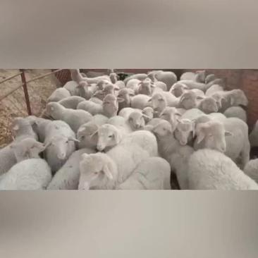 出售各种羊羔