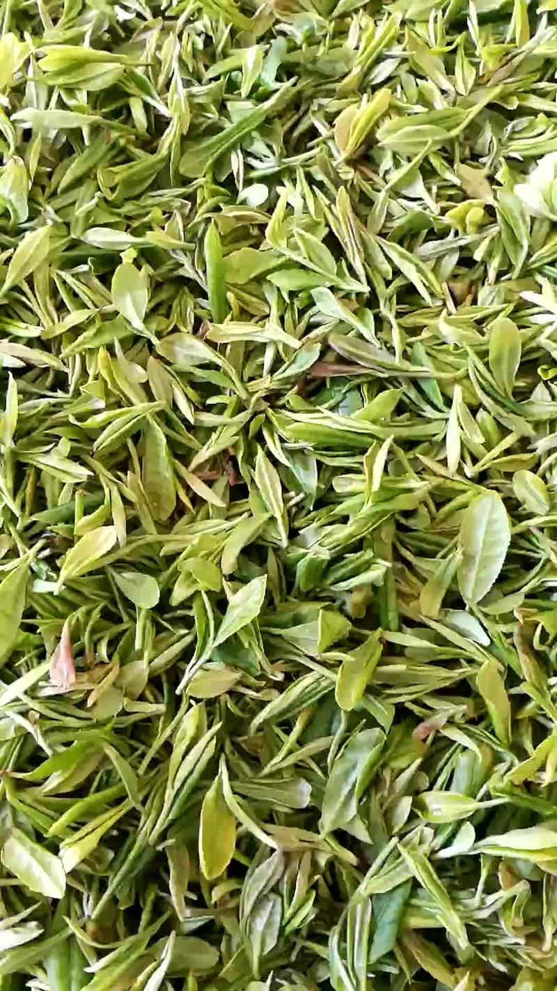 信阳原生态茶，大别山深山茶。正宗信阳毛尖绿茶，本厂直发。