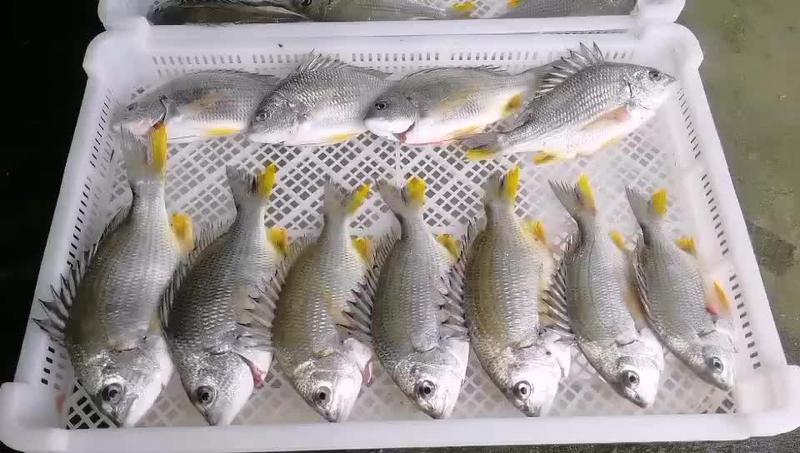 东山岛海钓活冻黄翅鱼0.8-1.2斤不野不要钱