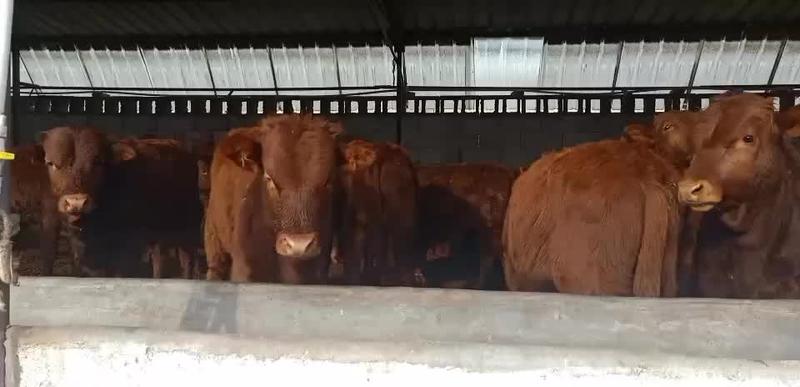 利木赞牛种牛免费赠送铡草机牧场种子提供养殖技术