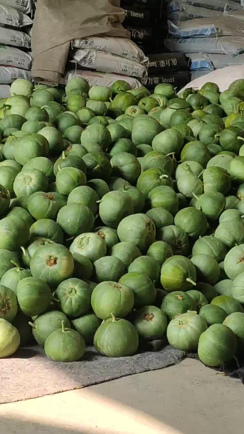 精品绿宝甜瓜对接大型批发市场电商品种纯正自然成熟保质保