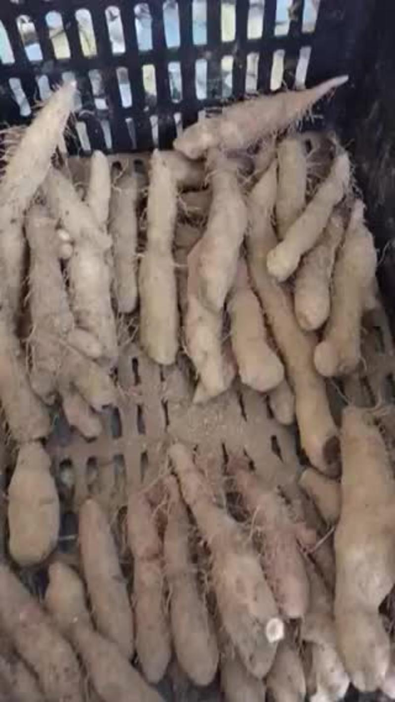 潮汕姜薯大个、小个、白薯批发零售
