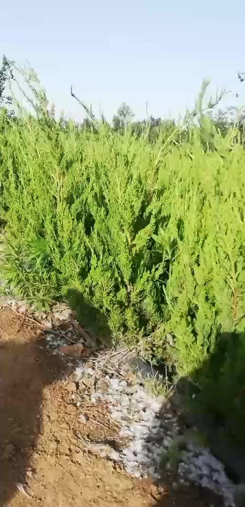 江苏沭阳蜀桧大小规格其全千亩种植基地直发可视频看货